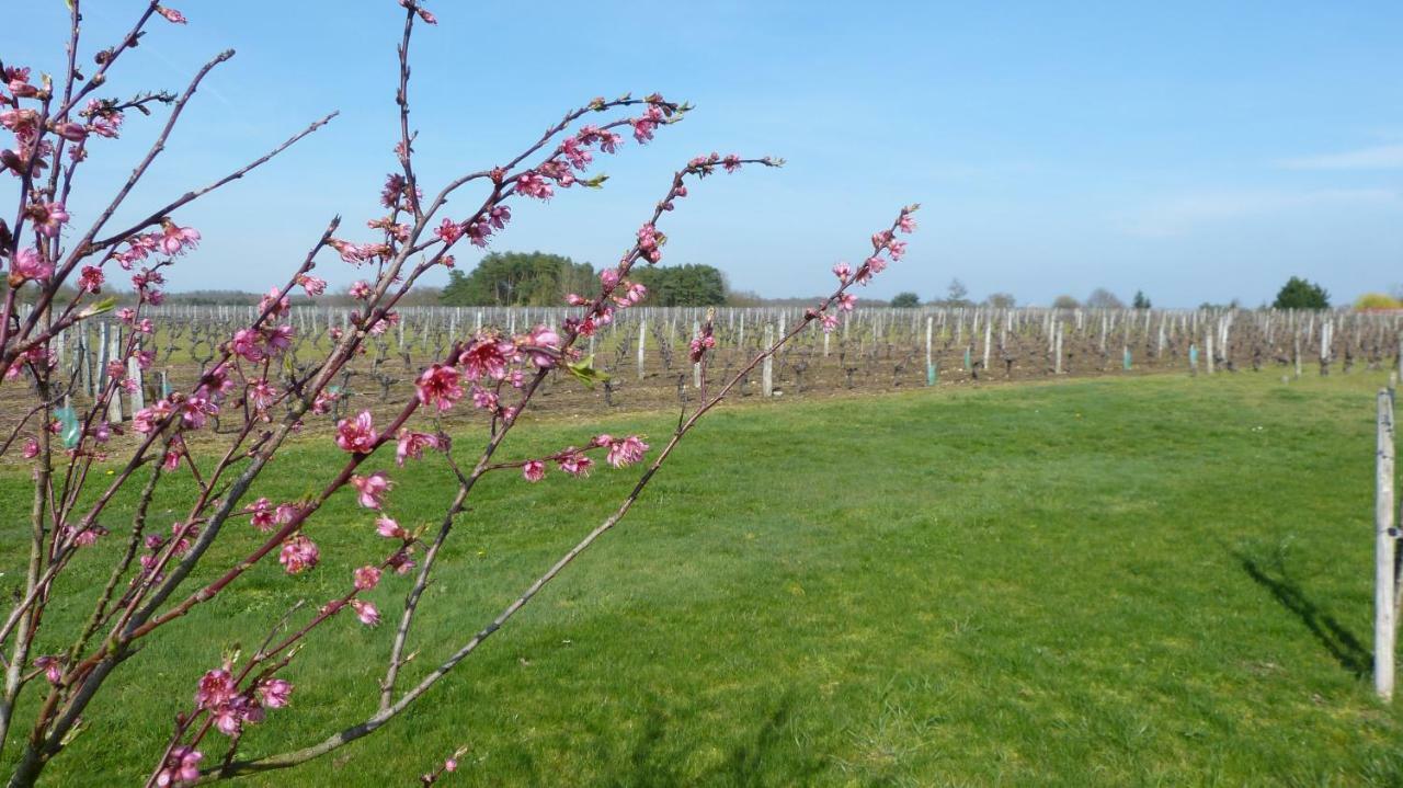 L'Ecrin Au Coeur Des Vignes Villa Saint Georges sur Cher Bagian luar foto
